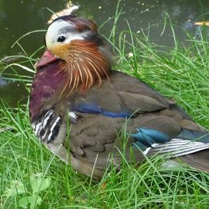 Mandarin Duck