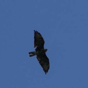 Common Buzzard