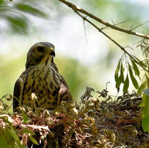 Red-shouldered Hawk