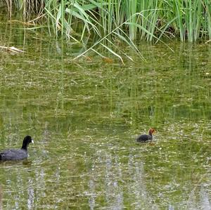 Common Coot