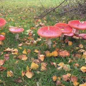 Fly Agaric