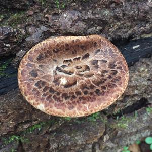 Dryad`s Saddle