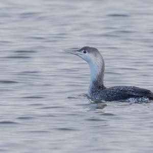 Red-throated Loon