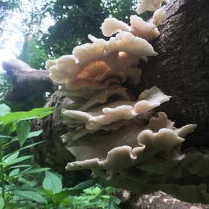 Oyster Mushroom