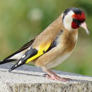 European Goldfinch