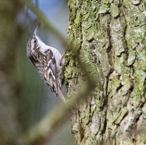 Short-toed Treecreeper