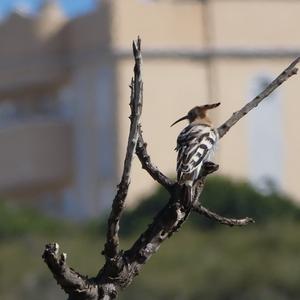 Eurasian Hoopoe