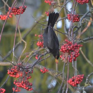 Eurasian Blackbird