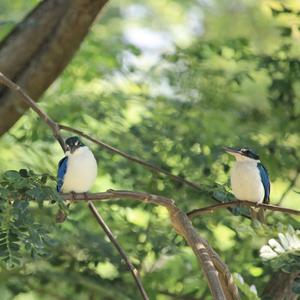 Collared Kingfisher