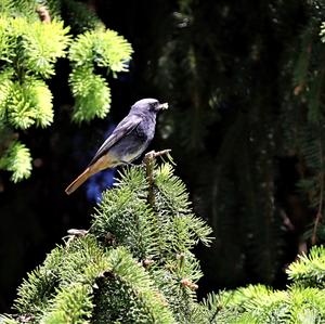 Black Redstart