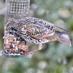 Common Starling