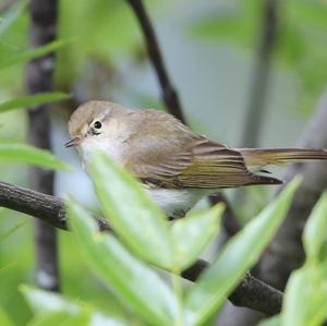 Bonelli's Warbler