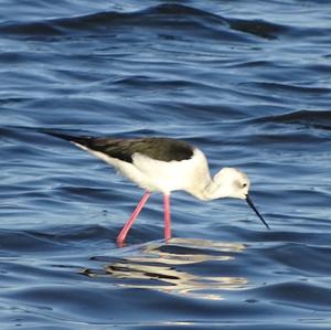 Black-winged Stilt