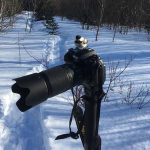 Black-capped Chickadee