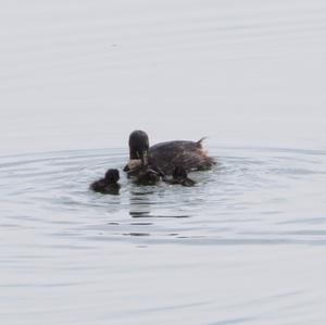 Little Grebe