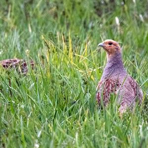 Grey Partridge