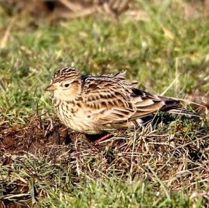 Eurasian Skylark