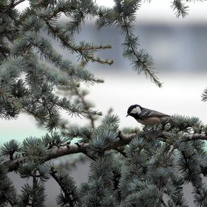 Coal Tit