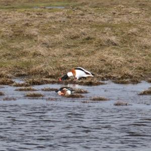 Common Shelduck