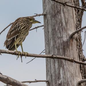 Black-crowned Night-heron