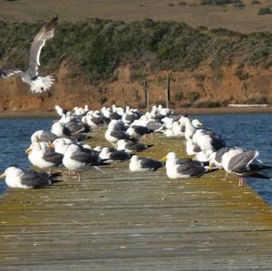 Lesser Black-backed Gull