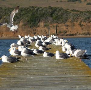 Lesser Black-backed Gull