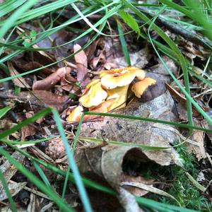 Chanterelle, Common