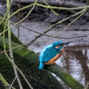 Eisvogel