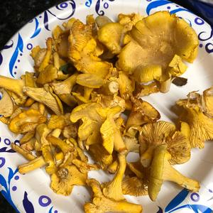 Chanterelle, Common