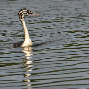 Great Crested Grebe