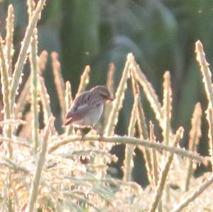 Whinchat