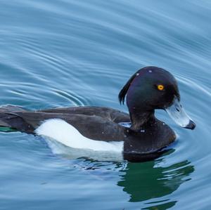 Tufted Duck