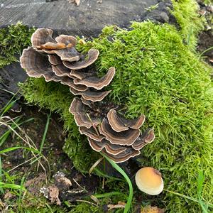 Unknown Species