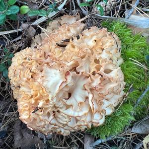 Eastern Cauliflower Mushroom