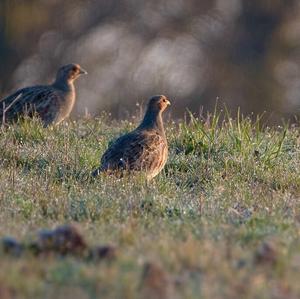 Grey Partridge