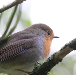 European Robin