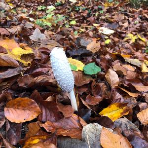 Shaggy Mane