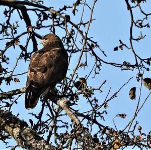 Mäusebussard