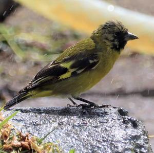 Andean Siskin