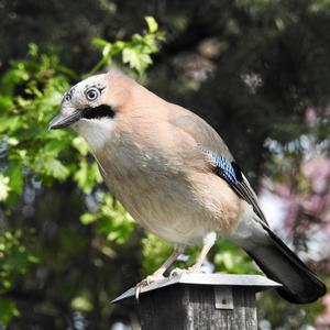 Eurasian Jay