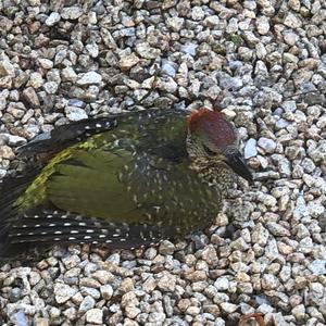 Eurasian Green Woodpecker