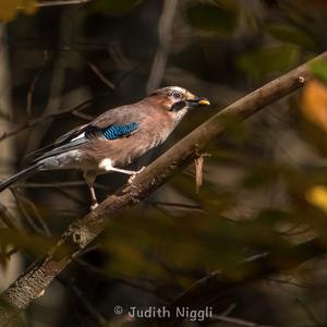 Eurasian Jay