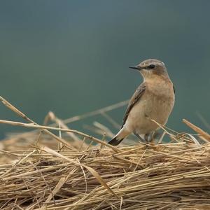 Northern Wheatear