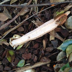 Stinkhorn, Common