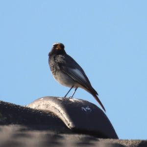 Black Redstart