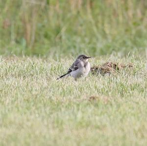 White Wagtail