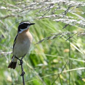 Whinchat