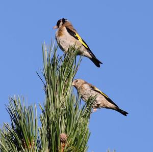 European Goldfinch