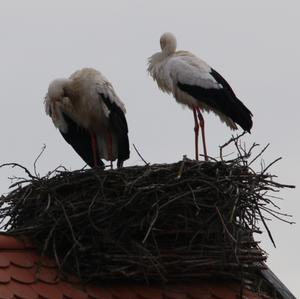 White Stork