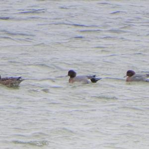 Eurasian Wigeon